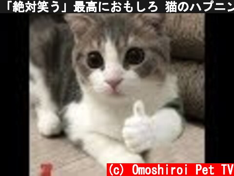 「絶対笑う」最高におもしろ 猫のハプニング, 失敗動画集・かわいい猫 #5  (c) Omoshiroi Pet TV